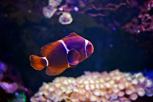 clown anemonefish