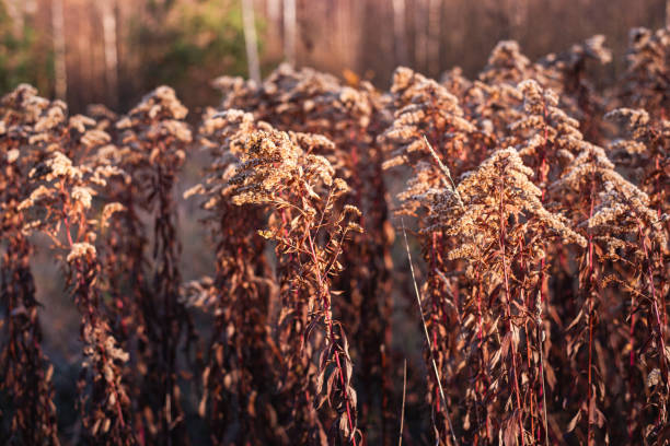 Dry autumn grass in the forest in the sun rays background.