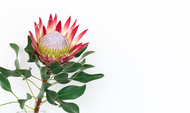 istock Beautiful protea flower on a white background isolated. 1392401040