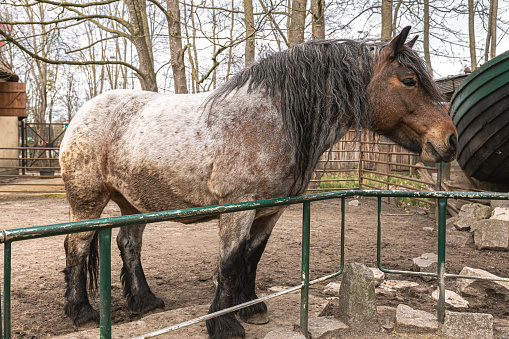 Sad thoroughbred pony in the zoo, wild animal in captivity.