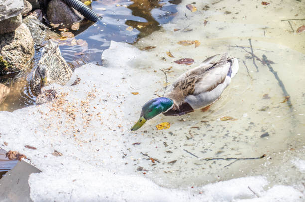 Female and Male duck eating in artificial pond in backyard of house  during day on springtime.There is still ice in the pond.
