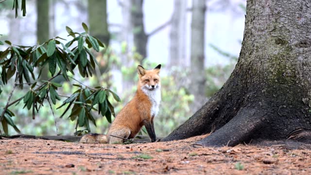 Red fox in the wild, female animal