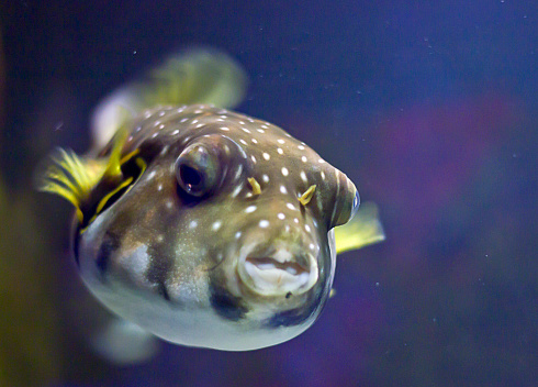 Close-up view of a White-spotted puffer (Arothron hispidus) arothron meleagris