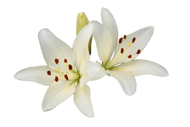 istock White lily flower isolated on white background 1392403902