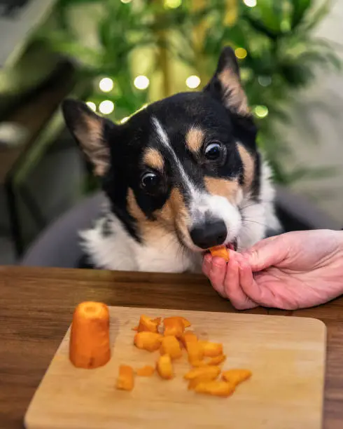 Photo of Tri color corgi eating carrots with funny surprised eyes - kitchen scene with twinkle lights