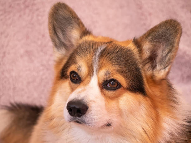 istock Indoors portrait Welsh corgi pembroke 1392404825