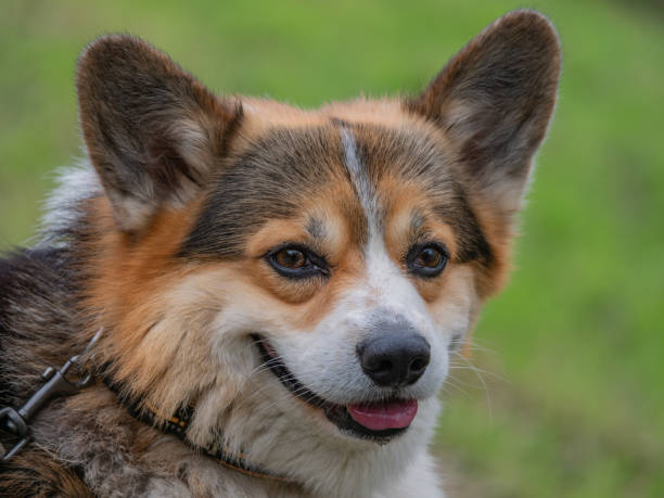 istock Portrait pembroke welsh corgi, looking at camera 1392404835