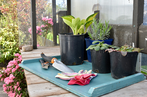 Gardening background, yard work equipment and growing plants for seasonal outdoor work
