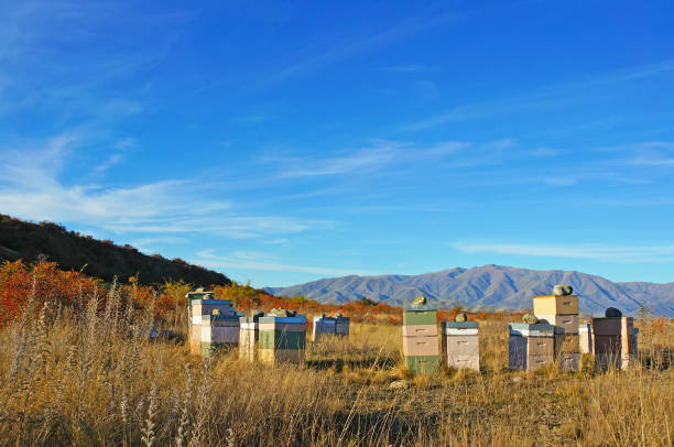 Bee Hives in South Canterbury, New Zealand Stacks of pastel coloured bee hives in the wilds of the Waitaki District, near Omarama beehive new zealand stock pictures, royalty-free photos & images