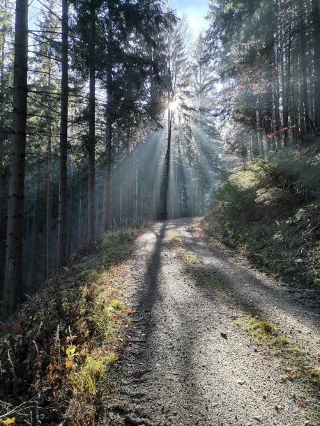 istock walk in the woods 1392405090