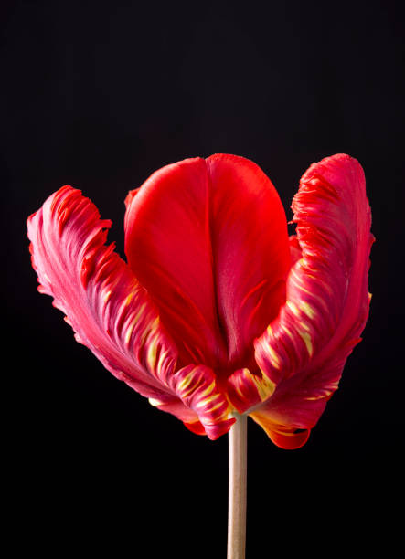 red flower of tulip affected by TBV