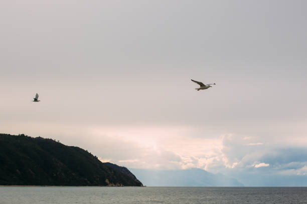 seagull blue skye stock photo