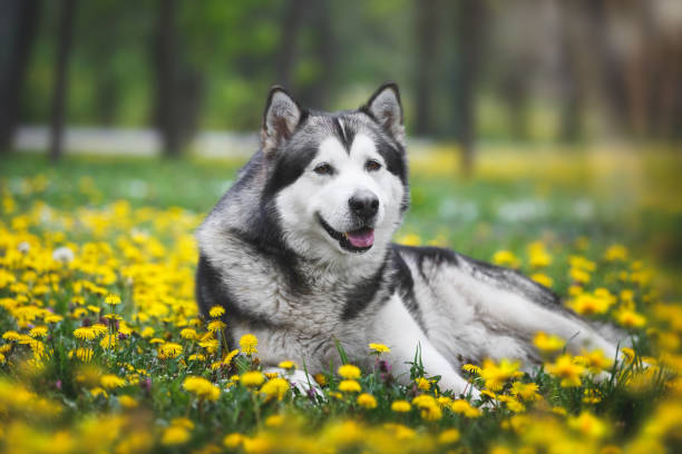 chien adulte malamute d’alaska couché dans la prairie de pissenlit en fleurs - pets grass scenics dog photos et images de collection