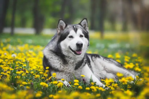 Alaskan malamute adult dog lying at the blossoming dandelion meadow. Selective focus, copy space