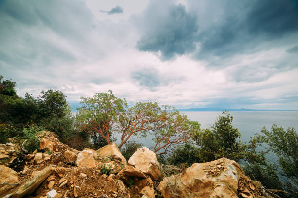 Trees on the rocks on the seashore in cloudy weather, Greece, Halkidiki stock photo