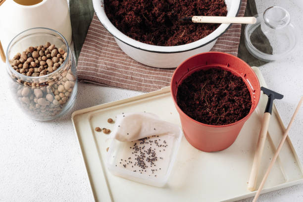 istock Soaking basil seeds before planting in the soil 1392407611