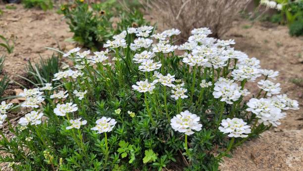 istock VH560-000white flower1.jpg 1392409455