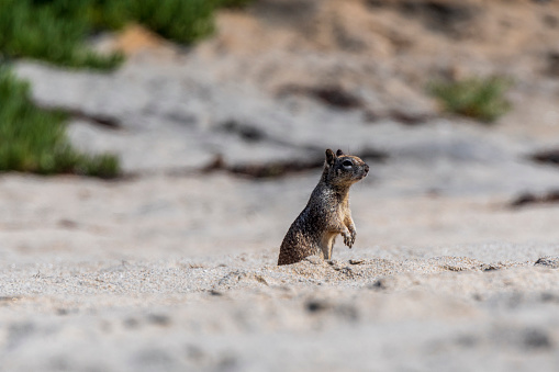 A squirrel standing on the beach in Carlsbad, California.