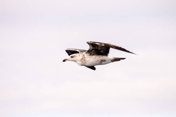 カモメ水鳥動物 - 3693 ストックフォトと画像