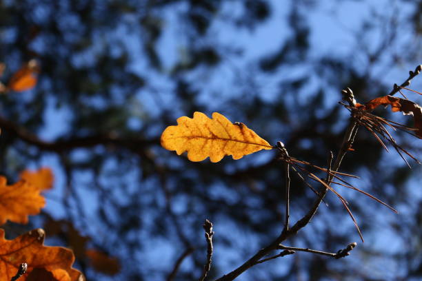 istock Yellow oak leaves on a blurred background. Autumn background. 1392410718