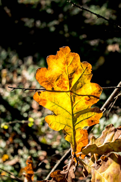 istock Yellow oak leaves on a blurred background. Autumn background. 1392410899