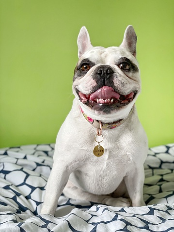 Smiling Frenchie dog  relaxing on bed
