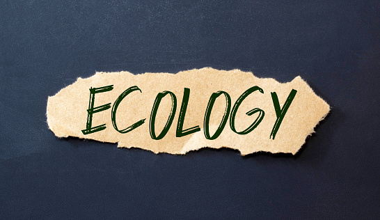 Ecology symbol. The concept word Ecology on wooden circles. Beautiful white background, copy space. Business, ecological and ecology concept.