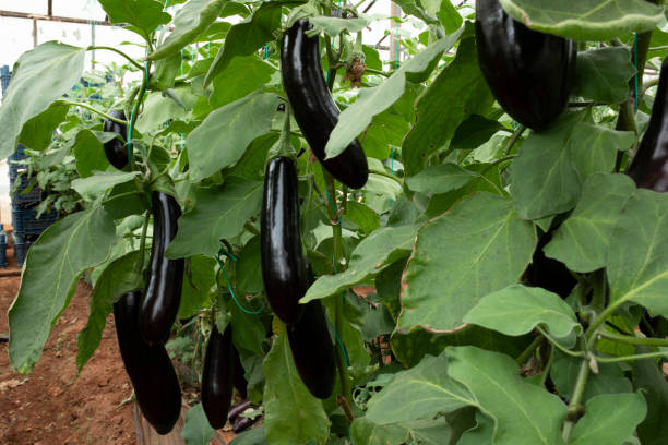 istock eggplant greenhouse harvesting time for farmer 1392412780