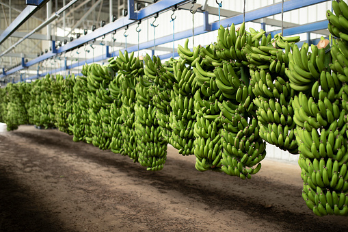 green banana harvesting and packaging