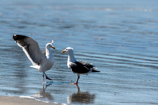 Two seagulls on a beach in California where one of the birds seems to be attempting domination over the other.  Note the kicked-up sand between them.