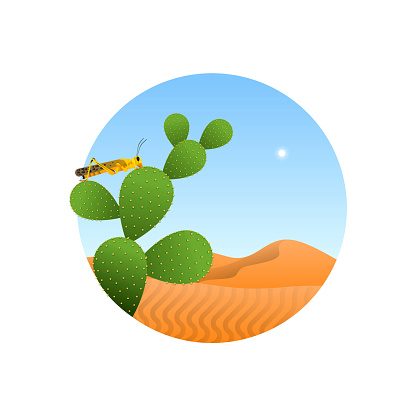 Wild locust insect in desert landscape illustration on isolated white background. Grasshopper plague animal concept. Educational wildlife design, modern cartoon style.