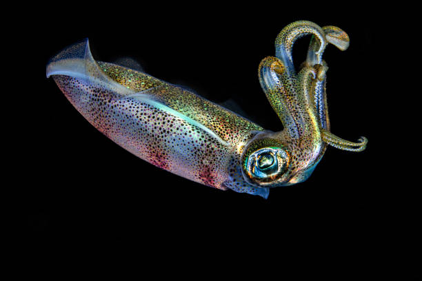 22,569 Squid Water Stock Photos, Pictures & Royalty-Free Images - iStock | Octopus water 22,569 Squid Water Stock Photos, Pictures & Royalty-Free Images - iStock | Octopus water