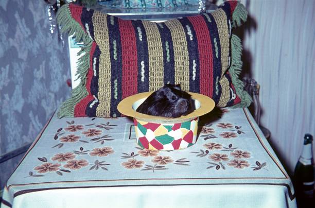 istock Guinea pig in a New Year's paper hat 1392413201