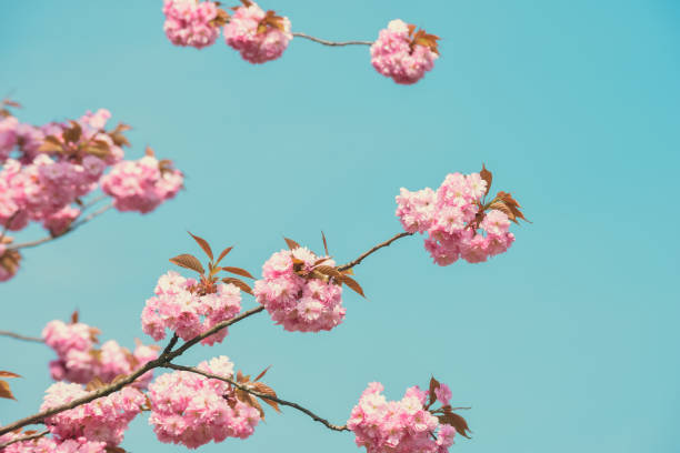 istock Cherry blossom flower in bloom on tree with blue sky background 1392413839