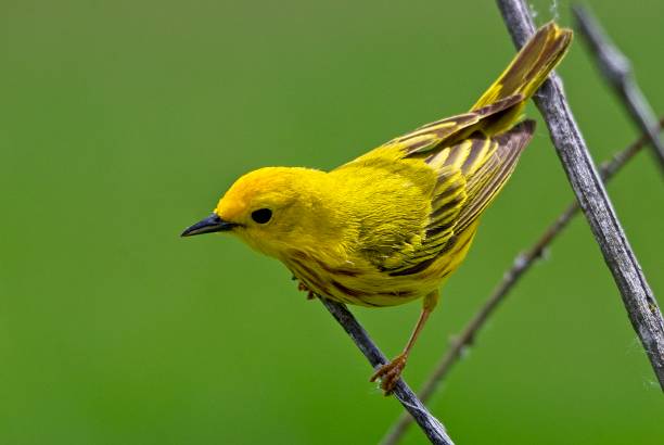 istock yellow warbler perched on a small branch 1392415181