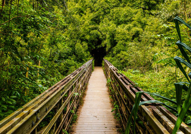 wood footbridge in perspective to a hiking trail that tunnels through a bamboo forest along the pipiwai trail in maui, hawaii - haleakala national park imagens e fotografias de stock