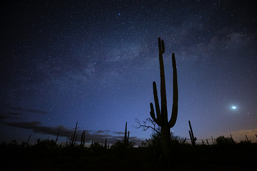 Cactus forest in the desert in Arizona at night. This image is part of a series of views taken at different times of day from the same location; a time lapse is also available