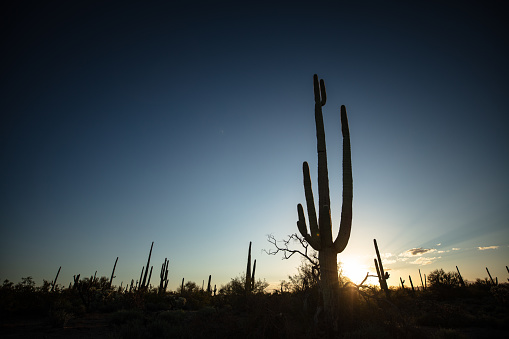 Cactus forest in the desert in Arizona at sunrise. This image is part of a series of views taken at different times of day from the same location; a time lapse is also available