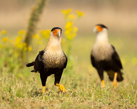Crested caracara (Caracara plancus) walking in a meadow of flowers