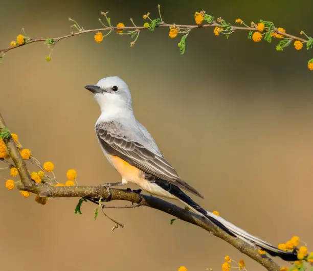 Scissor-tailed flycatcher (Tyrannus forficatus) perched on a Huisache 
(Acacia farnesiana) branch. Texas.