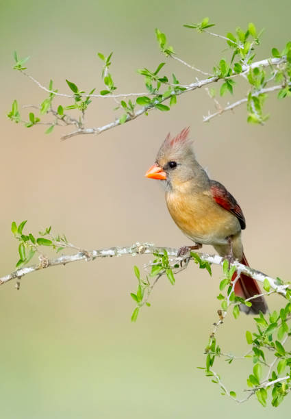 istock Northern Cardinal Female Perching 1392417476