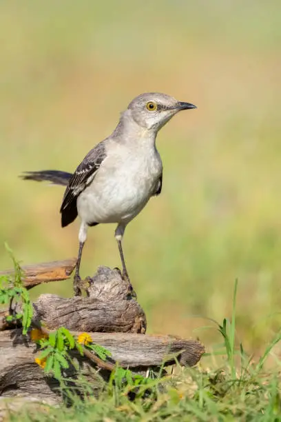 Photo of Mockingbird perched on a stump with green background.