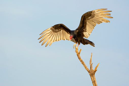 Turkey Vulture (Cathartes aura) touching down on a treetop perch. Texas.