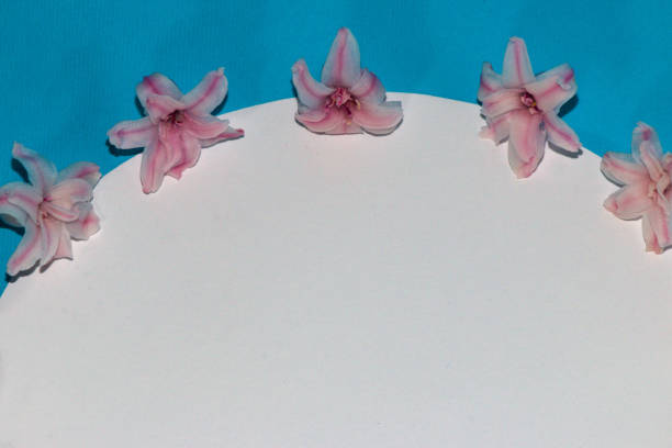 white copy space with three hyacinth petals separating white from blue background, creative modern design