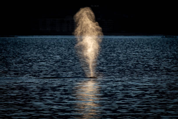 The mist from a Pacific Whale Blow glows at sunrise in the waters off Maui Hawaii.