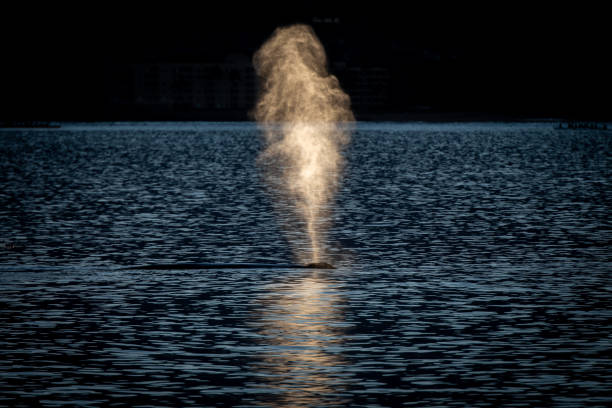 Humpback Whale Blow at Sunrise stock photo