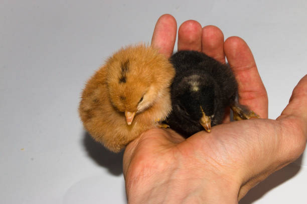 pequeñas gallinas bebé, amarillas y negras en la mano, amor y apariencia dulce, ternura, alegría sobre el fondo blanco - young bird sleeping fluffy baby chicken fotografías e imágenes de stock