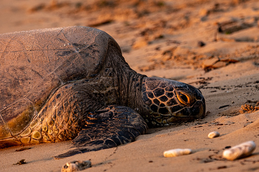 A Hawaiian Green Sea Turtle rests on the beach, warming in the late afternoon sun. Photo taken with telephoto lens.