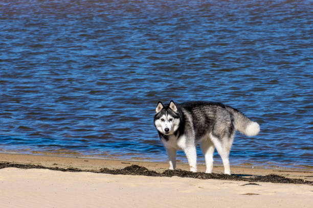 huskey en la playa - begleiter fotografías e imágenes de stock