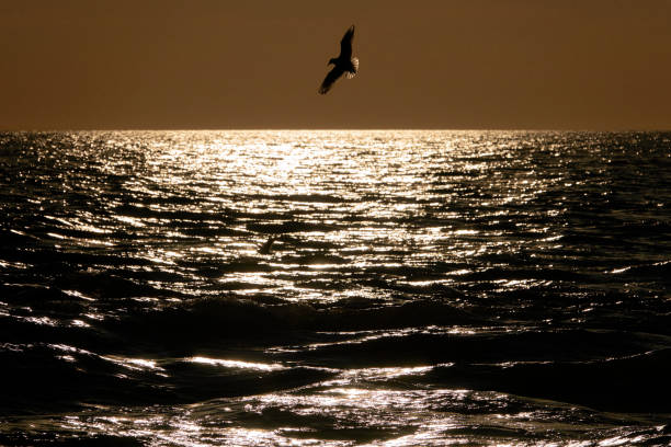 istock Seagull over the evening sea. 1392421389